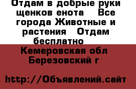 Отдам в добрые руки щенков енота. - Все города Животные и растения » Отдам бесплатно   . Кемеровская обл.,Березовский г.